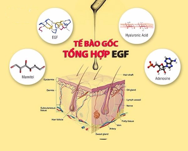 Egf In Cosmetics Những điều chưa biết về tác dụng của EGF và FGF - Hải Yến Cosmetic